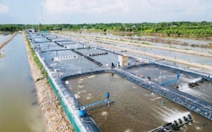 Ca Mau เสริมสร้างความร่วมมือกับพันธมิตรชาวดัตช์ในการเติบโตสีเขียวและเศรษฐกิจทางทะเล